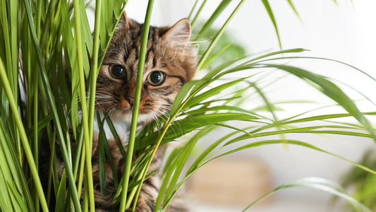10 indoor plants that are safe for pets