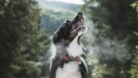So many reasons to celebrate Walk Your Dog Month!