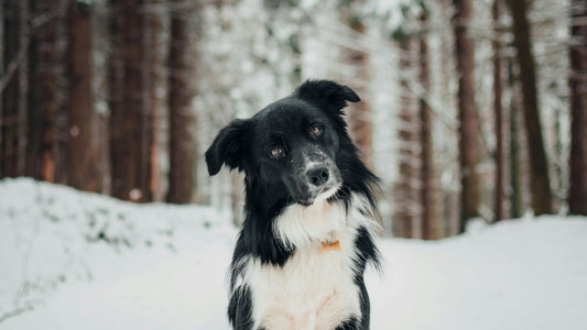 A black and white dog sitting in the snow in front of trees