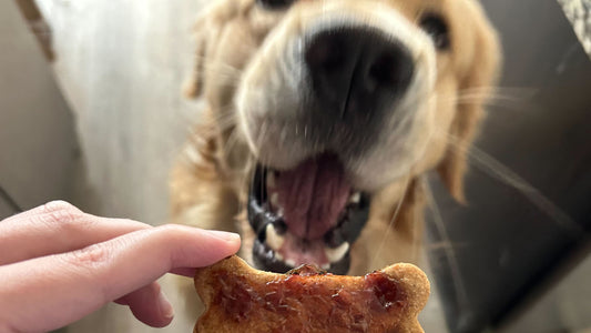 A golden retriever with mouth open goes for a dog bone shaped peanut butter and jelly treat