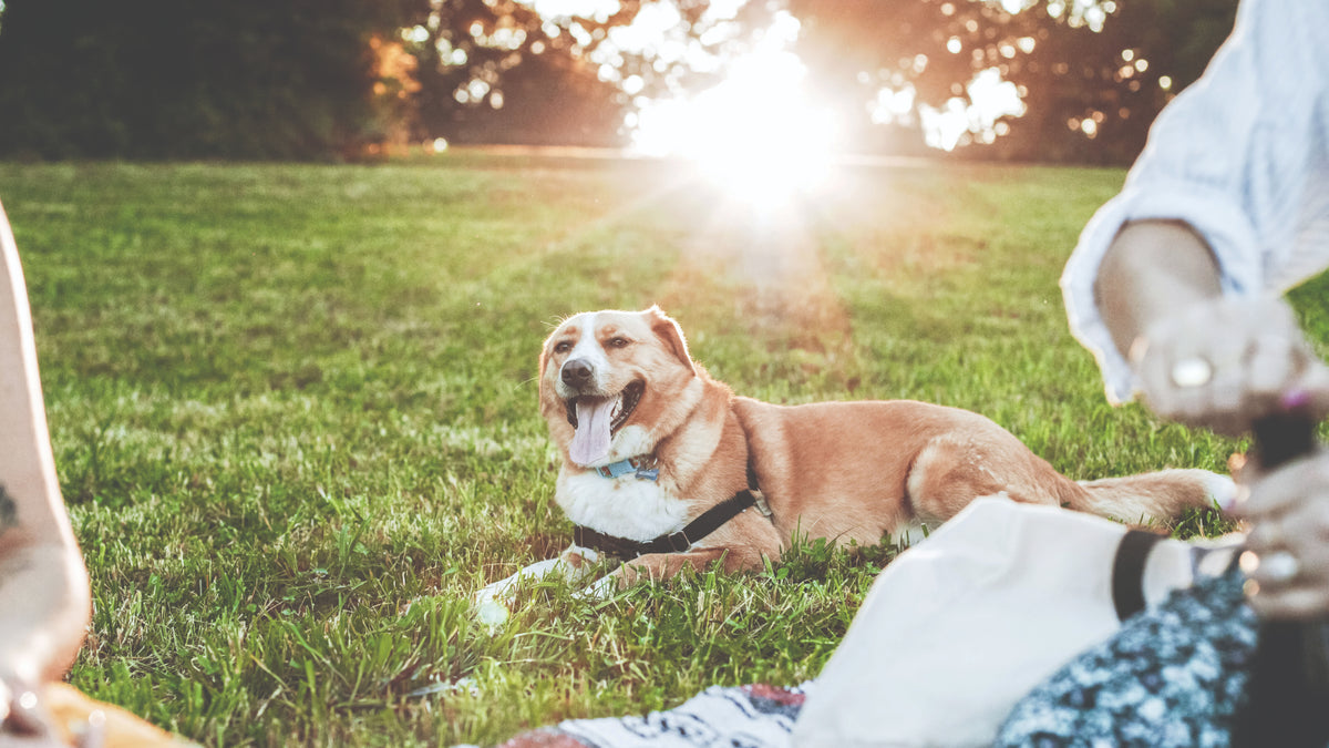 A tan and white dog sits in the grass for a picnic outdoors as the sun starts to set with two women in the forground