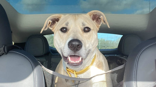 A tan dog sits in a pet seat in a car with a sunroof