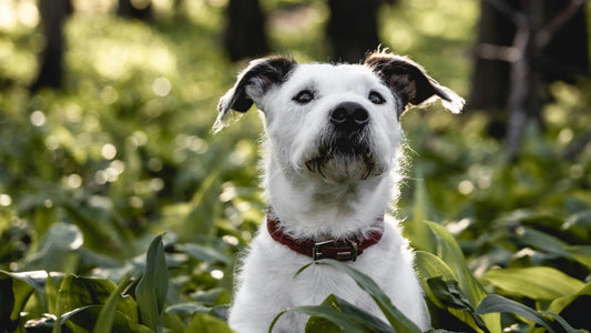 A white terrier mix dog with black ears wearing a red collar sits within deep foilage in the sun