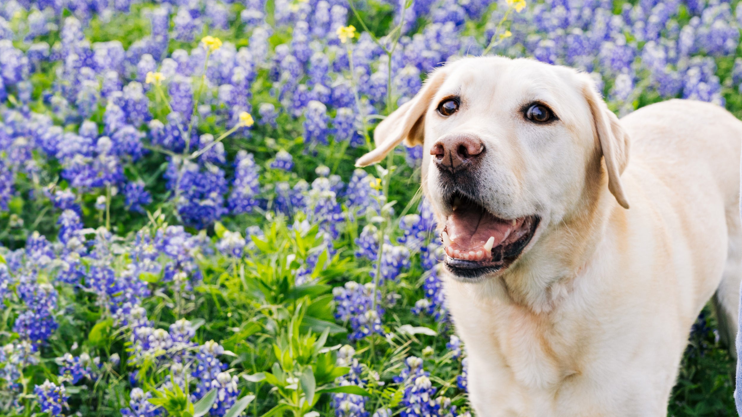 A yellow lab smiles in a garden with Texas bluebonnets