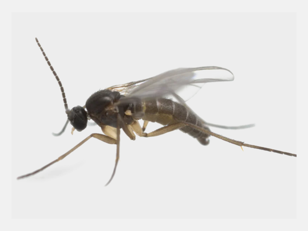How to Get Rid of Gnats, DIY Pest Control