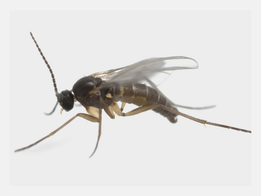 Single gnat on white background