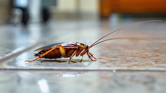 Large roach crawling on a tiled floor
