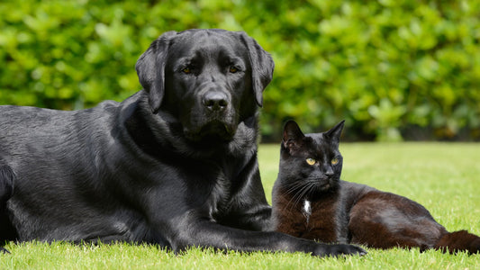 Beyond Black Friday: Celebrate Black Pet November