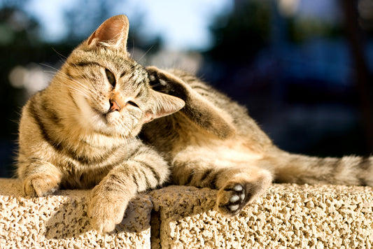 cat sitting on ledge and scratching its head with its paw