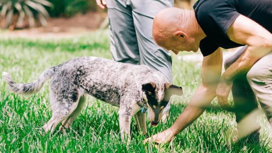 Top tips for welcoming a dog into your home