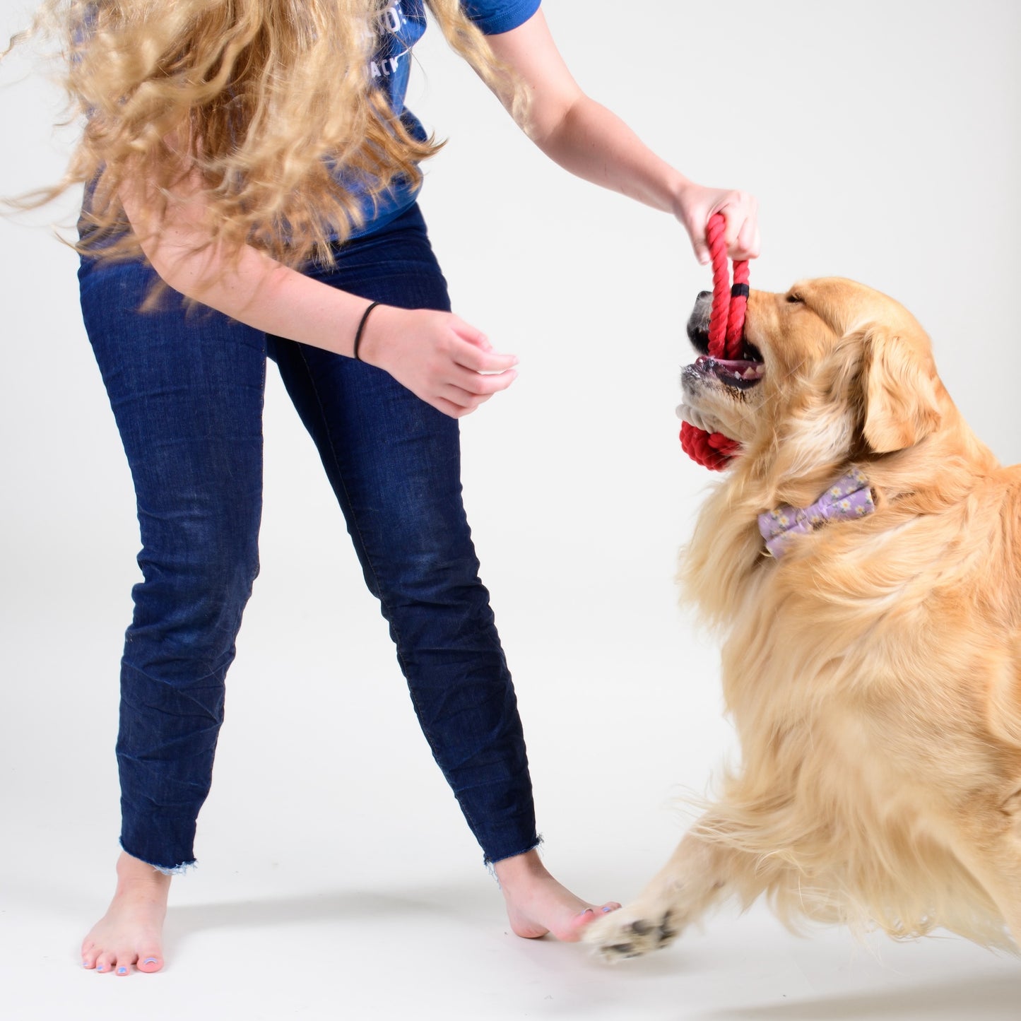 Dog toy
