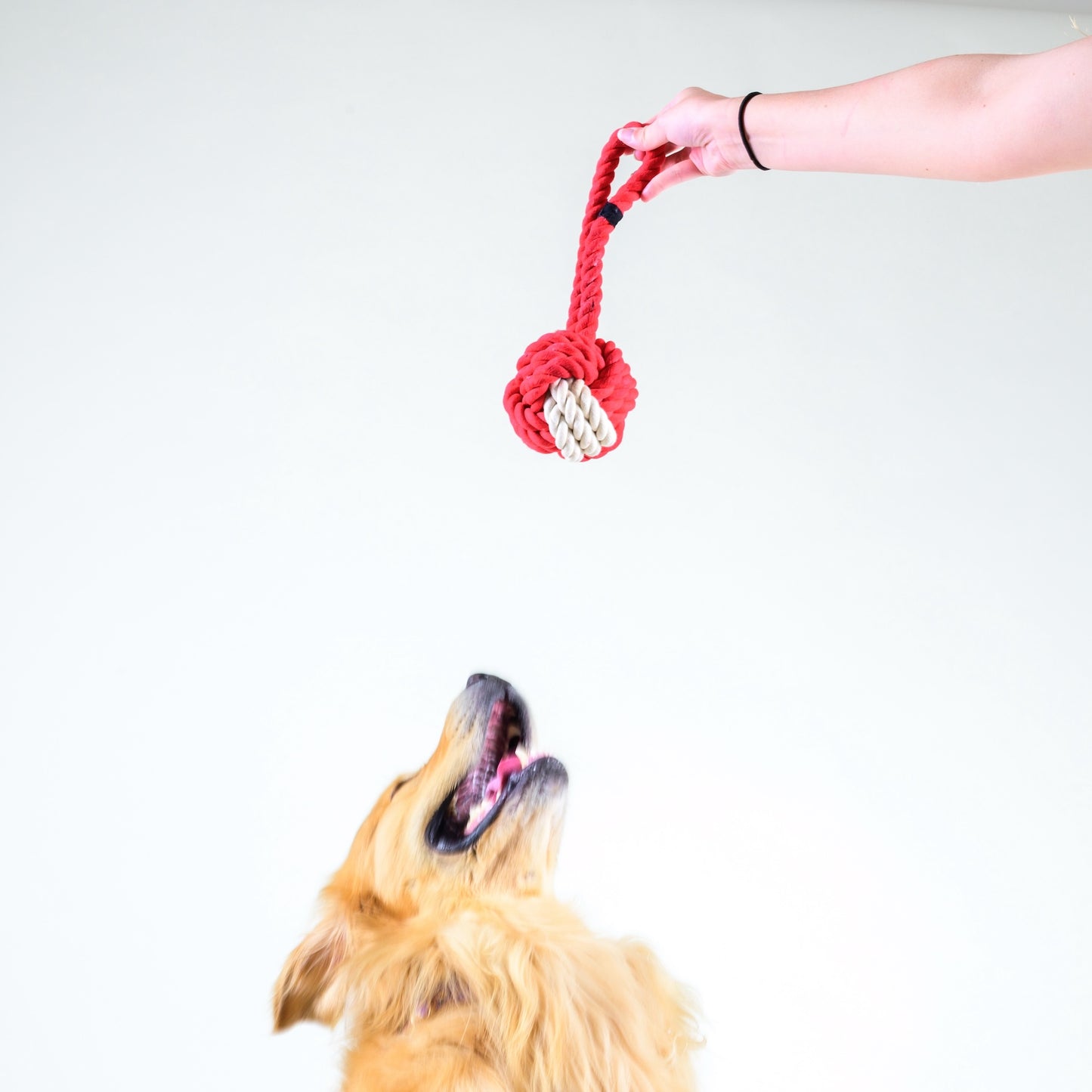 Dog and dog toy