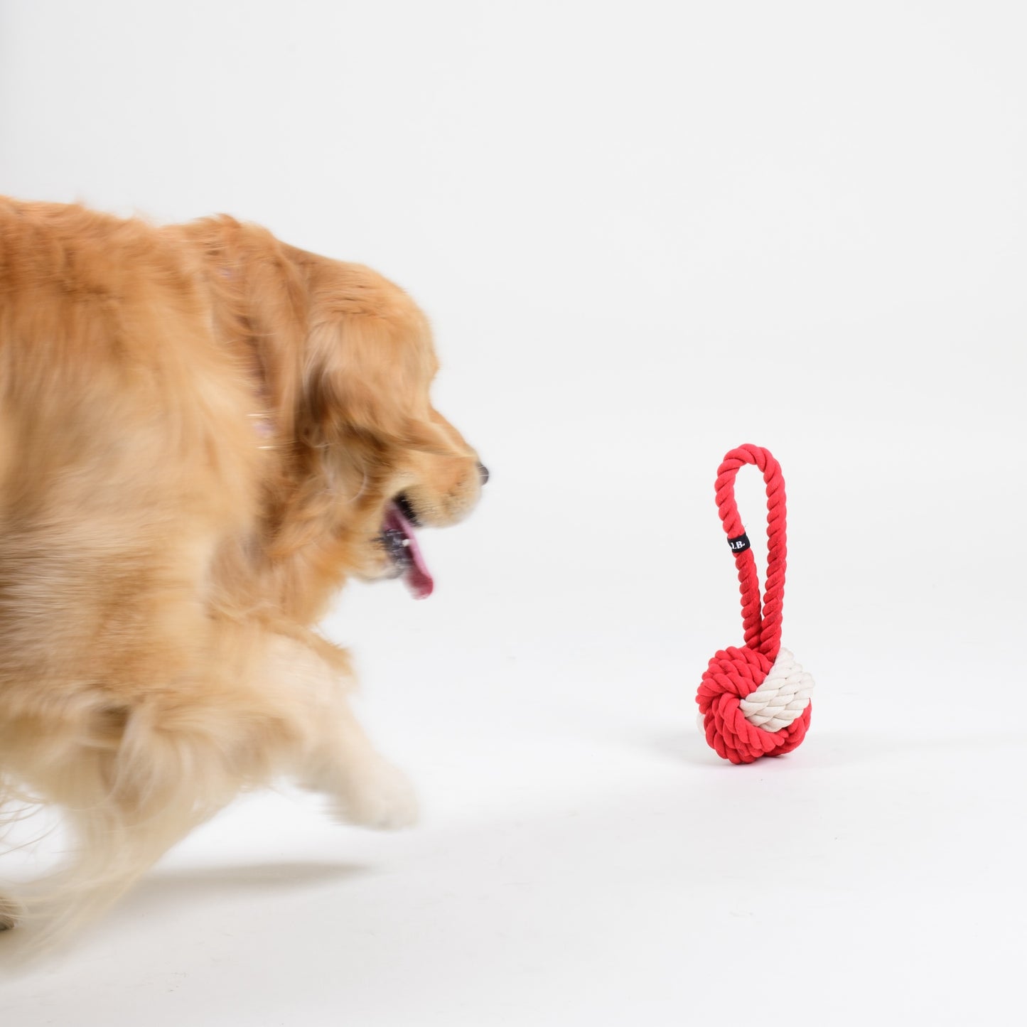 Dog Toy