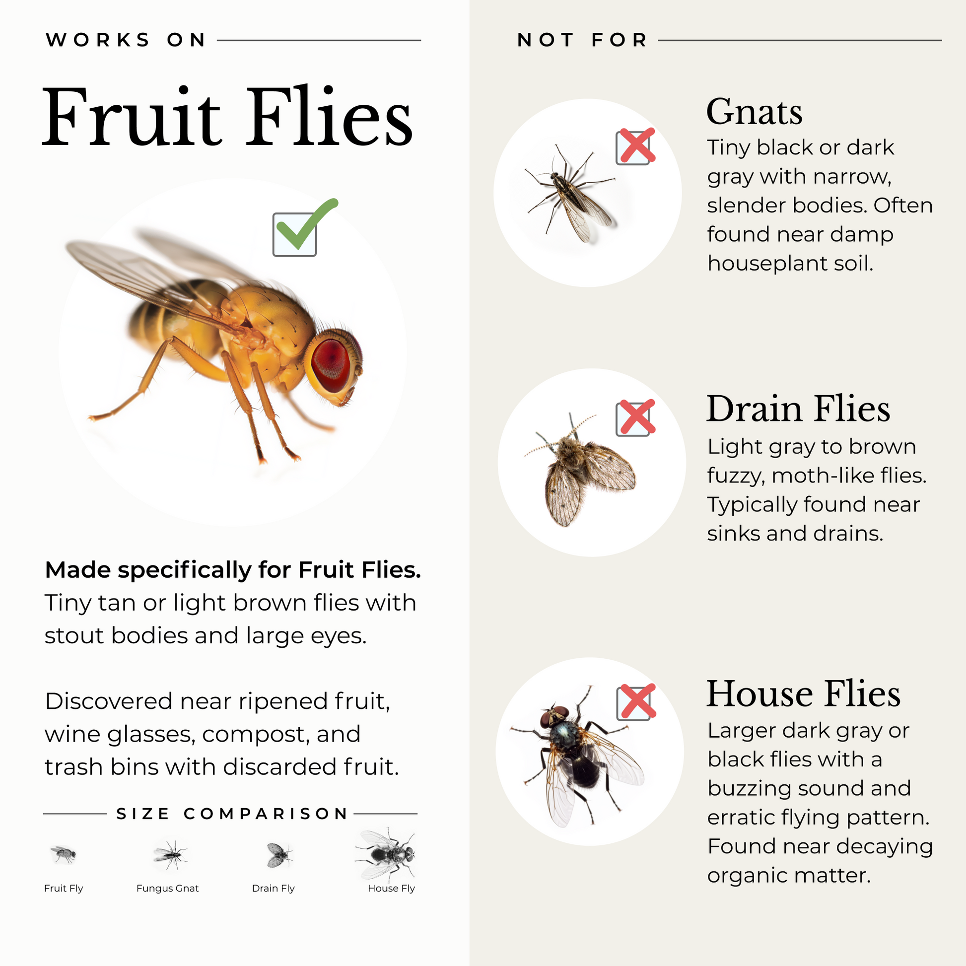 A comparison chart describing fruit flies versus other small flying insects. This product is designed for fruit flies specifically and not gnats, drain flies, or house flies. Fruit flies can be identified by their tiny tan or brown stout bodies with large eyes. They often are discovered around fruit, wine, compost, and trash.