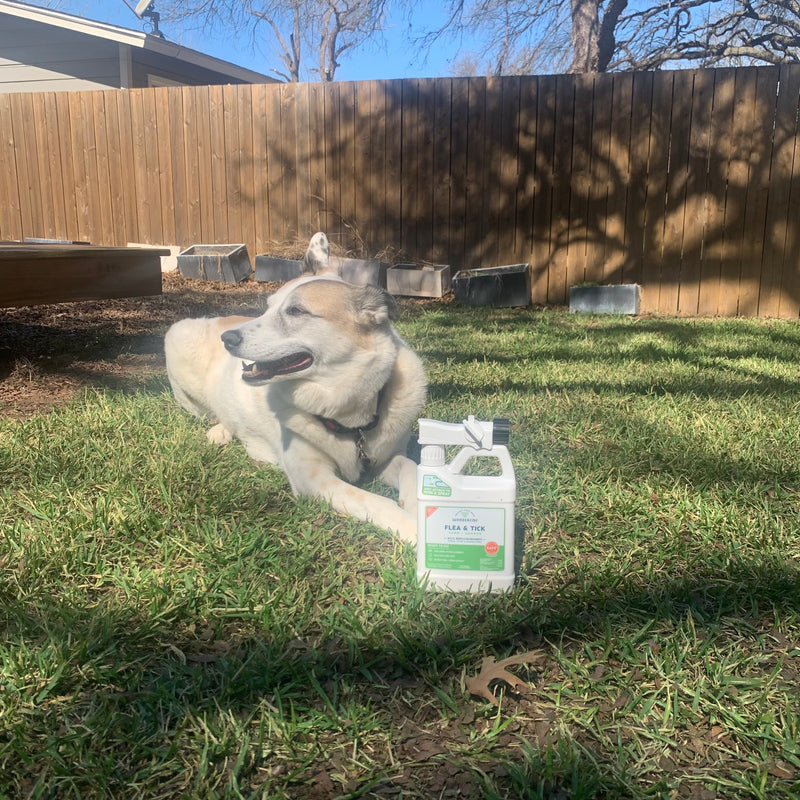A dog lying on the grass in a backyard next to a white bottle of flea and tick treatment. A wooden fence and trees are in the background, with clear blue skies overhead.
