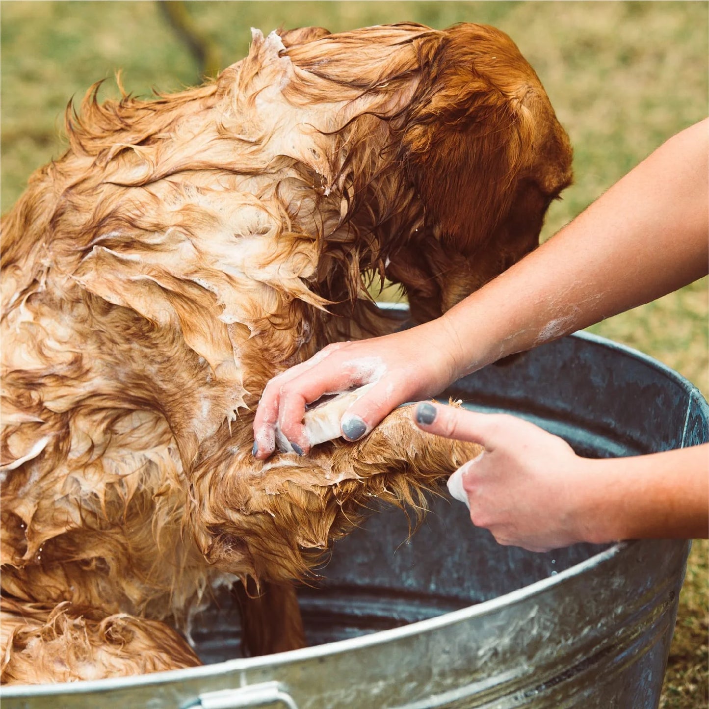 Skin Care Bundle for Dogs