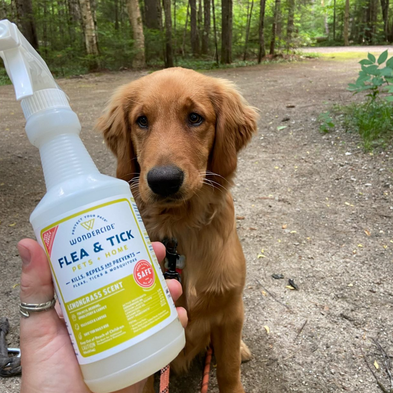 A golden retriever sits on a dirt path in a forested area. In the foreground, a hand holds a bottle of Wondercide Flea & Tick spray with lemongrass scent. The greenery and trees surround the scene, creating a natural backdrop.