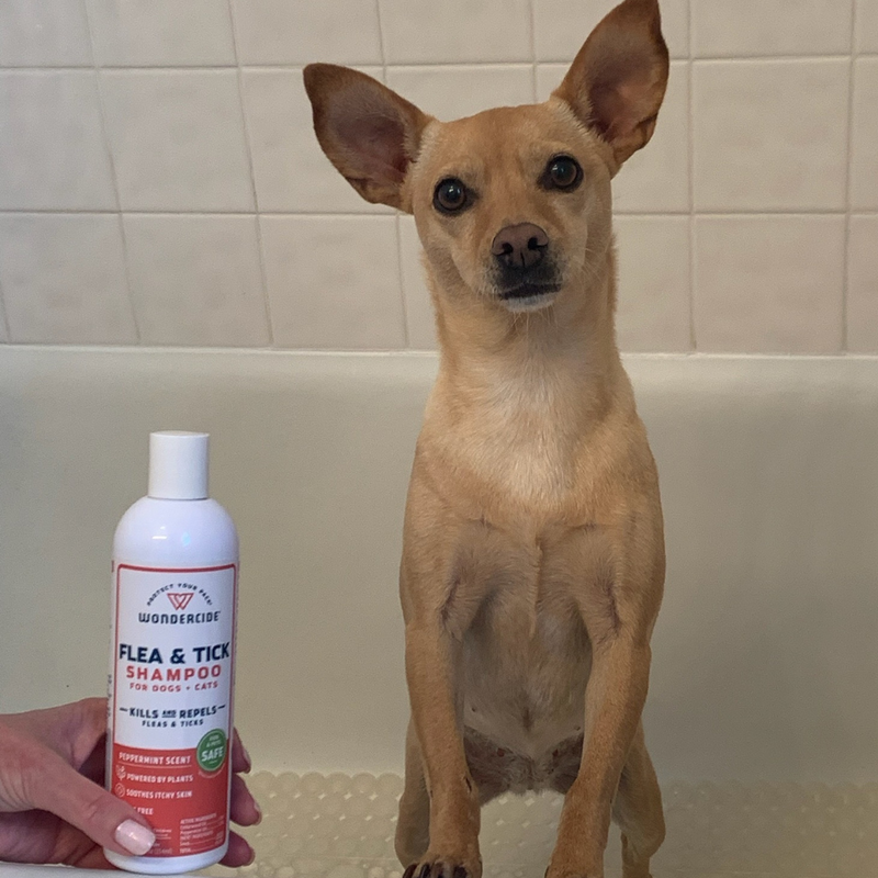 A small dog sits in a bathtub, looking at the camera. A hand holds a bottle of Flea & Tick Shampoo beside the dog. The shampoo label is partially readable, and the background features a tiled wall.