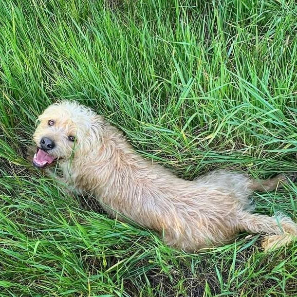 Dog laying in grass and smiling at camera