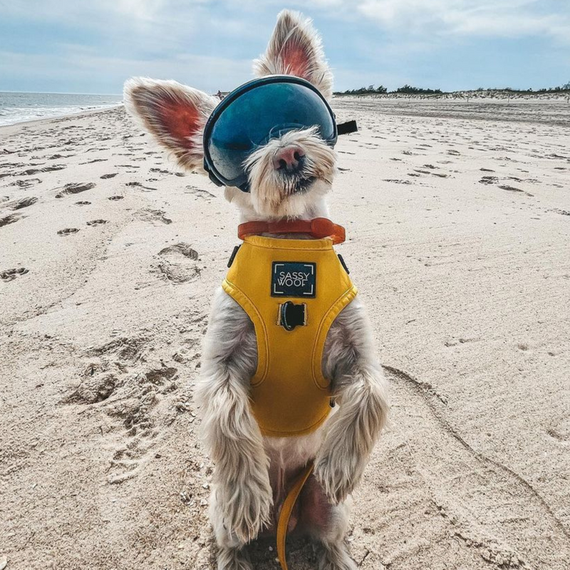 A small dog standing upright on a sandy beach, wearing a yellow vest and large goggles. The sky is partly cloudy, and the ocean is in the background. The dog appears playful and adventurous.