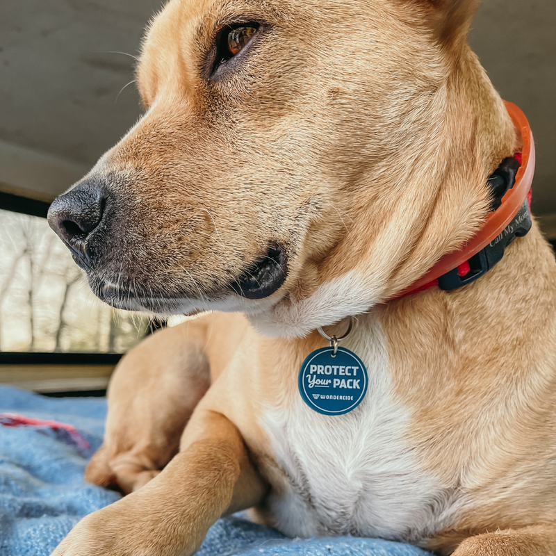 A close-up of a brown dog lying on a blue blanket, wearing a red collar with a tag reading Protect Your Pack by Wanderer. The dog gazes into the distance, with trees blurred in the background.