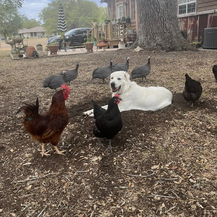 Dog surrounded by birds