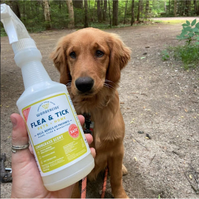 A person holds a bottle of flea and tick spray in front of a sitting golden retriever puppy in a wooded area. The bottle has a lemongrass scent label. The puppy looks attentively at the camera.