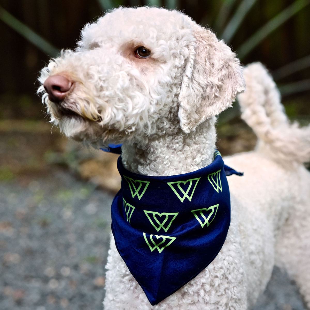 Wonder Heart Bandana