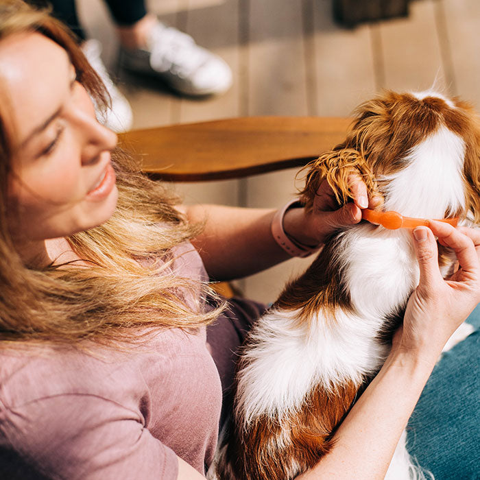 A woman brushes the ear of a small, long-haired brown and white dog wearing a Wondercide Flea & Tick Collar for Dogs while sitting outdoors on a wooden deck.