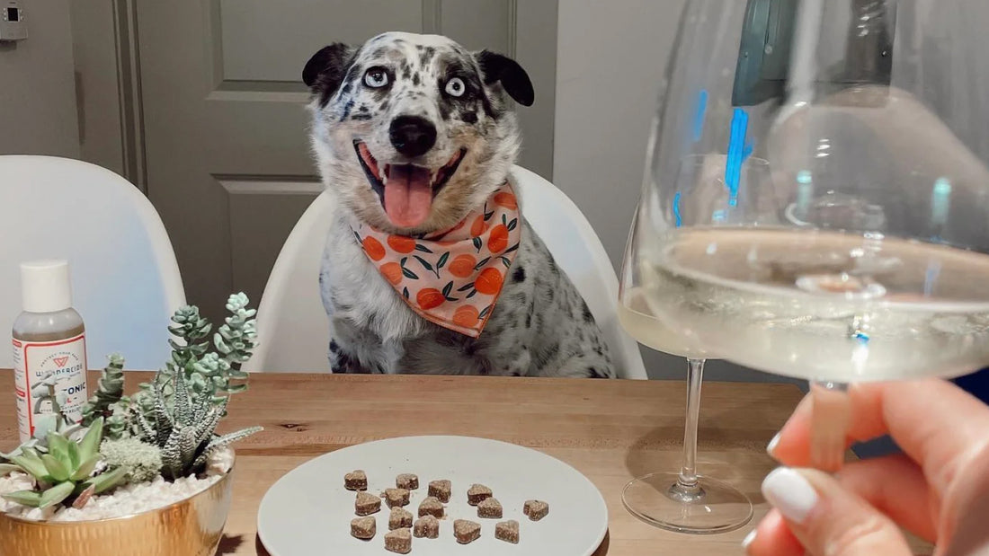 10 fun ways to celebrate National Doggy Date Night