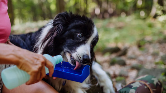 4 ways you and your dog can stay hydrated on hikes