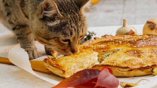 7 ways to avoid holiday cat-astrophes