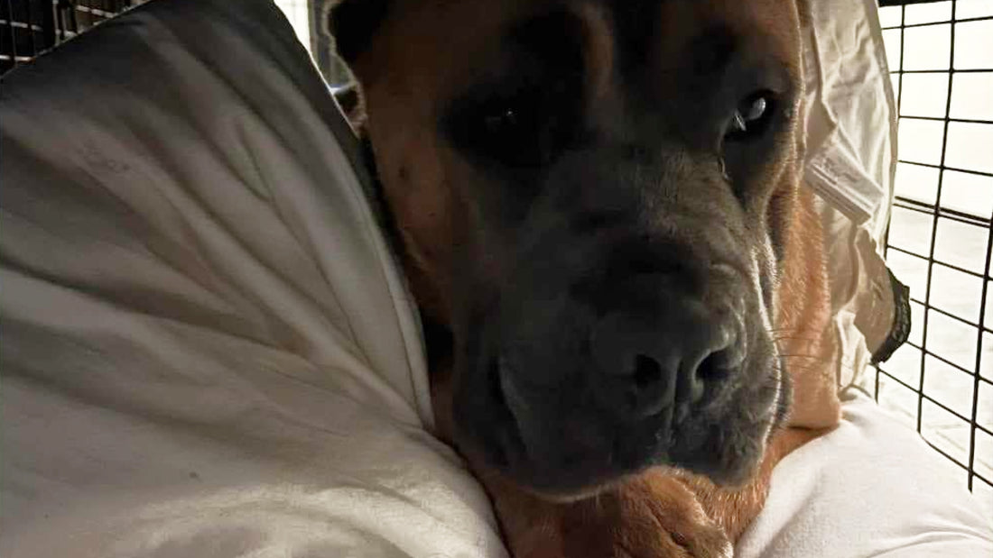 A Cane Corso Dog lying in a kennel with a soft bed underneath