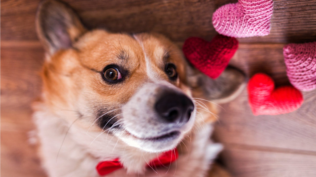 A Corgie dog with a red bowtie on laying on the floor next to crocheted pink and red hearts