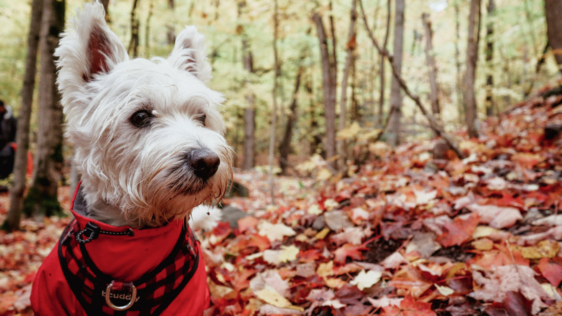  Westie dog walks in a park in the fall with leaves in the background