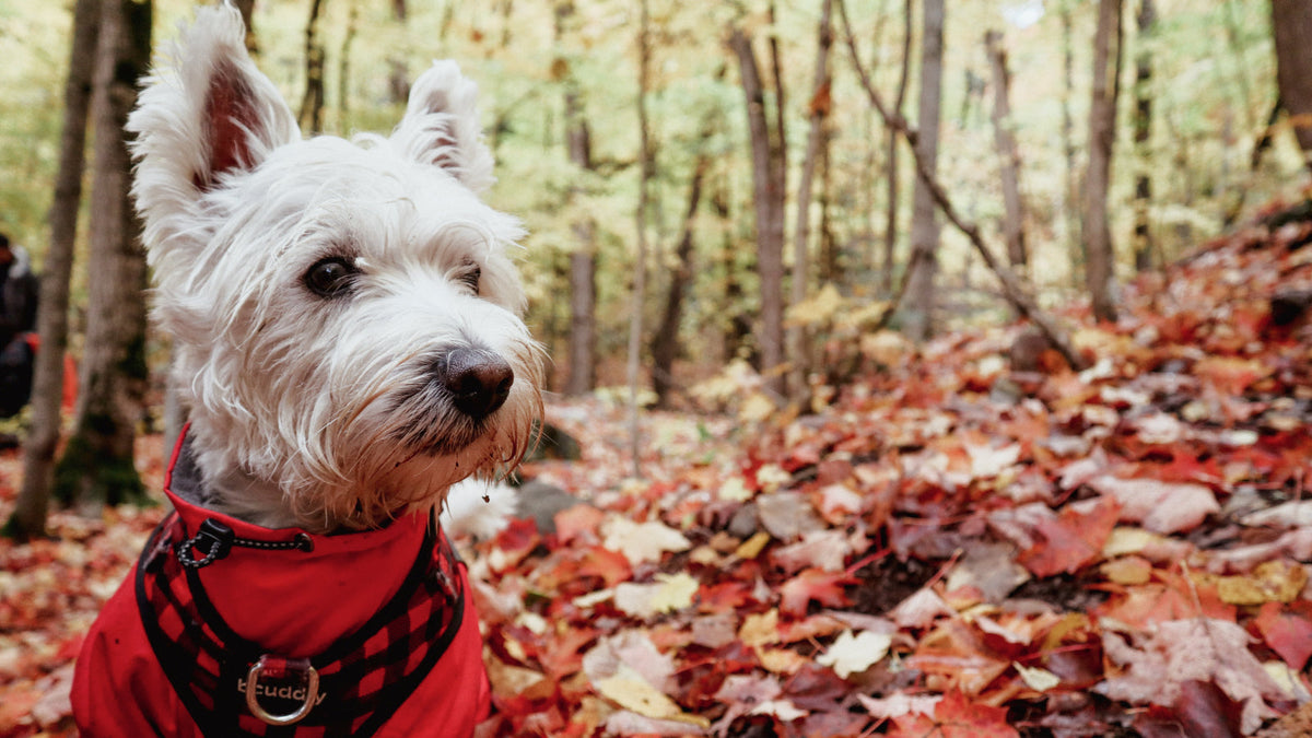 20 Ways To Get Into The Fall Mood This Season – Wondercide
