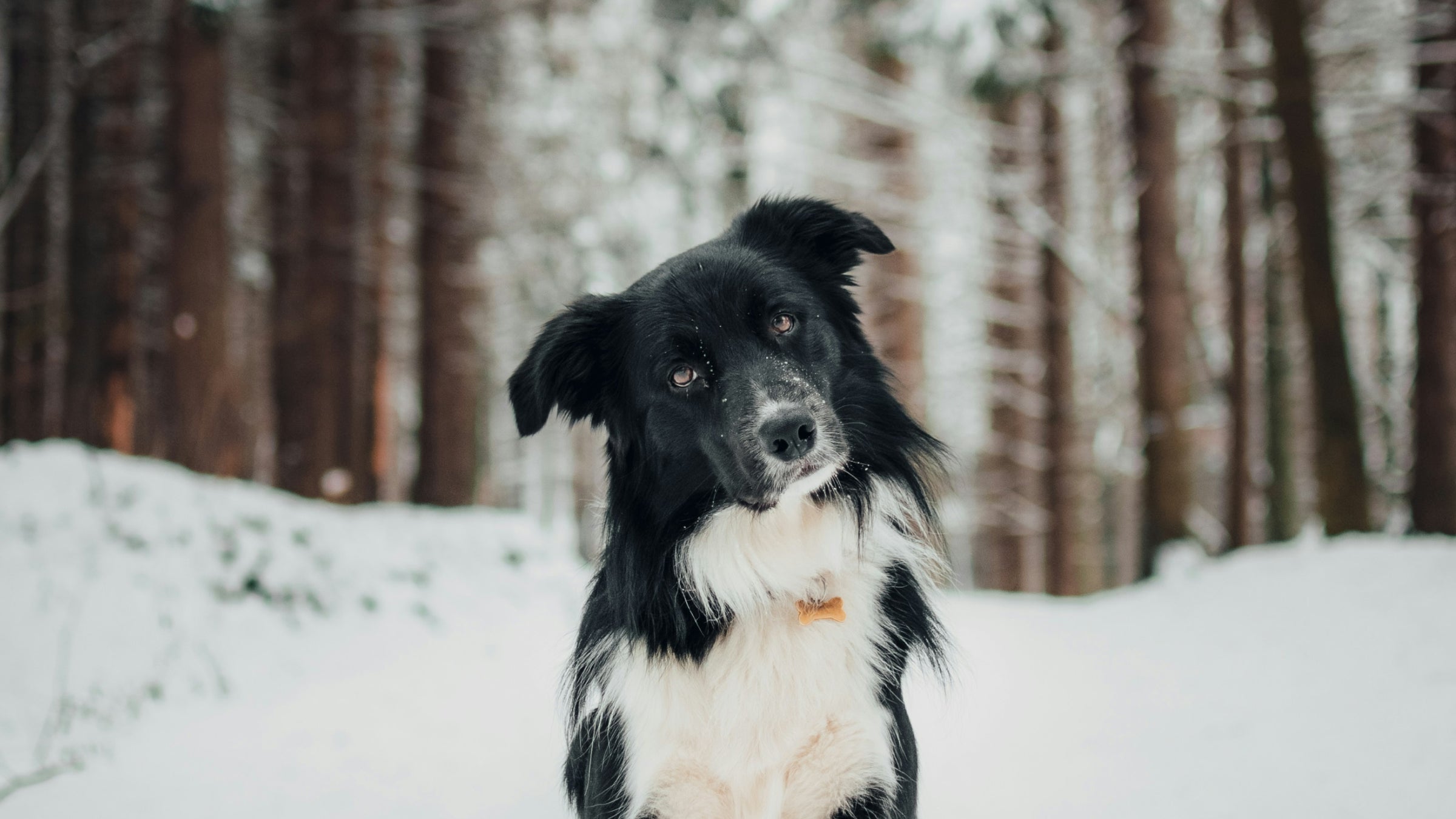 A black and white dog sitting in the snow in front of trees