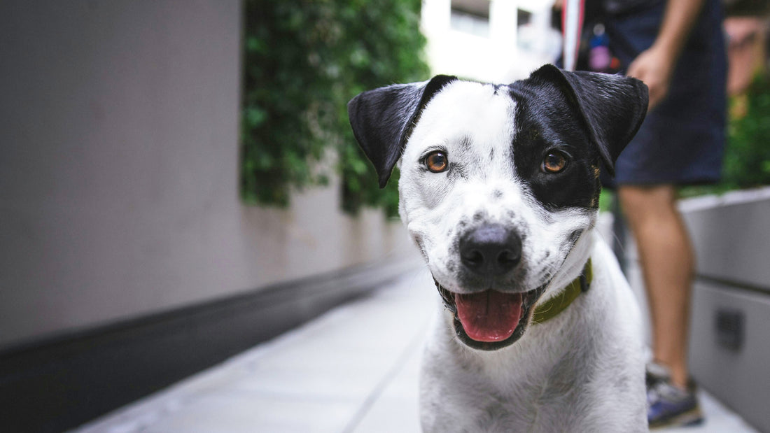 A black and white dog smiles at the camera with a woman in a casual knee length dress stands behind