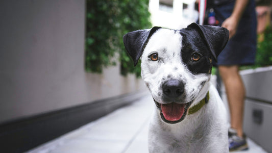 A black and white dog smiles at the camera with a woman in a casual knee length dress stands behind
