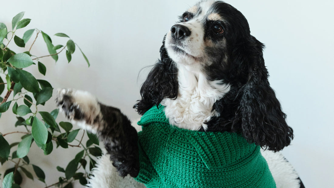 A black and white dog wearing a green sweater and touching a houseplant