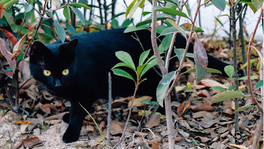 A black cat with yellow eyes crawls through green foilage and leaves