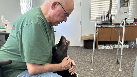 A black dog being pet and looks up at a man in a green t shirt