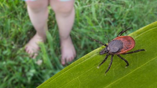 A blacklegged tick sits on a leaf with a child's legs nearby