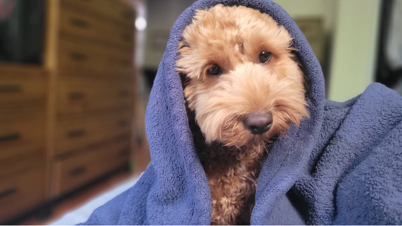 A brown labradoodle covered with a blue periwinkle blanket sitting in front of a dresser