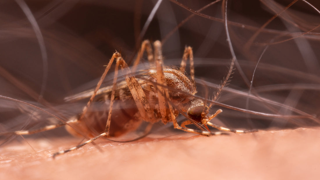 A close up of a mosquito feeding on a human