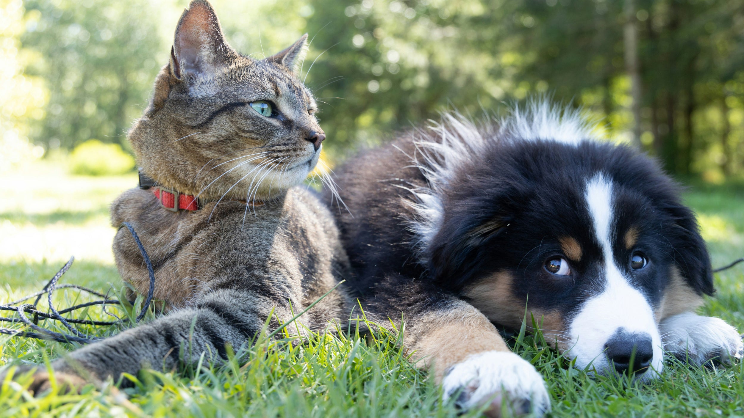 A dog and cat lying in the grass together