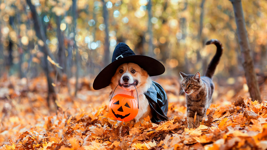 A dog dressed up as a witch carries an orange pumpkin trick or treat container while a cat walks alongside in the fall leaves