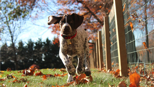 A dog runs through a yard during the fall with leaves on the ground
