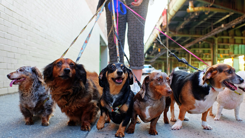 A dog walker in the city walks six dogs