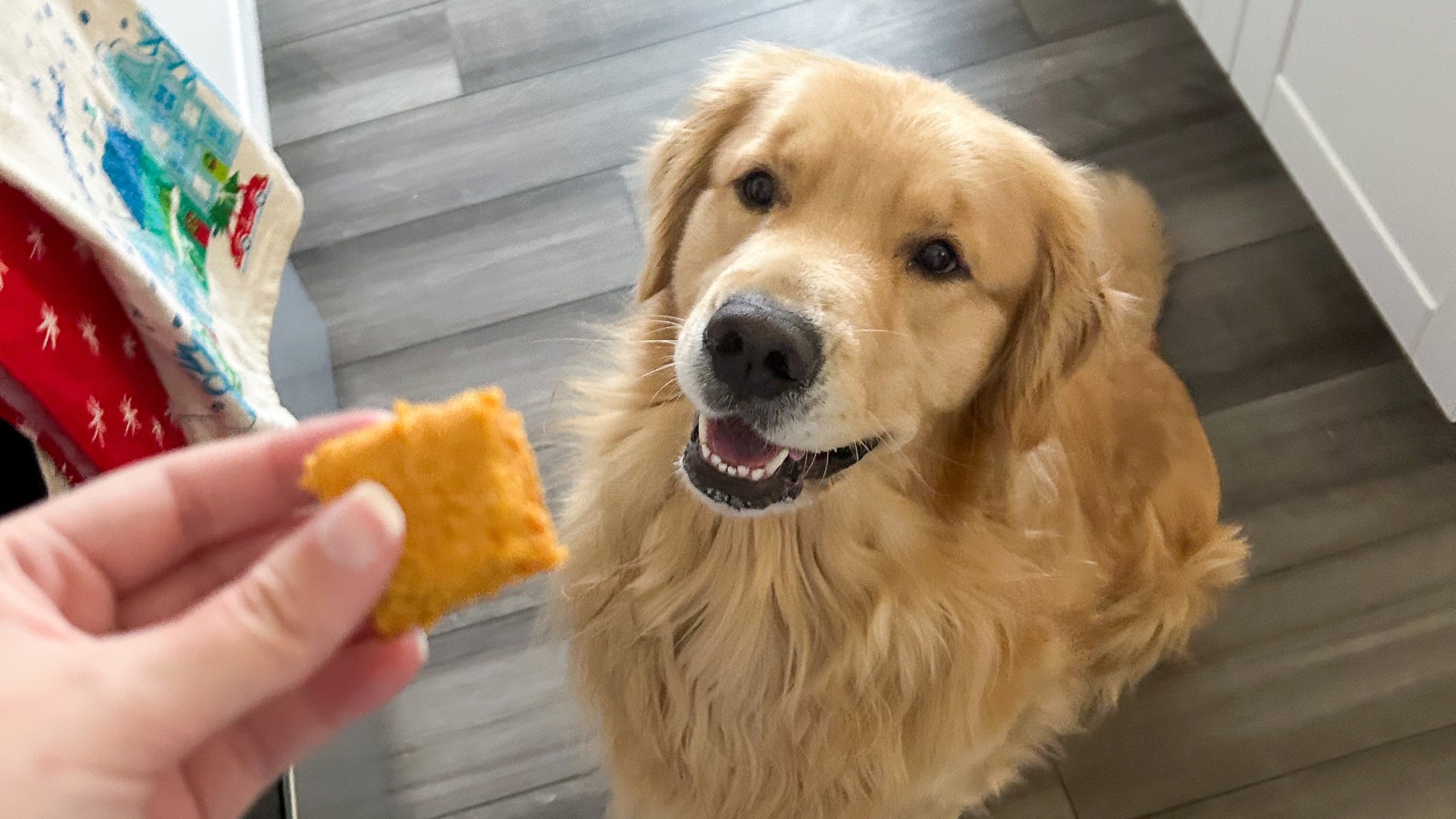 A golden retreiver dog looks up at a pumpkin dog cookie